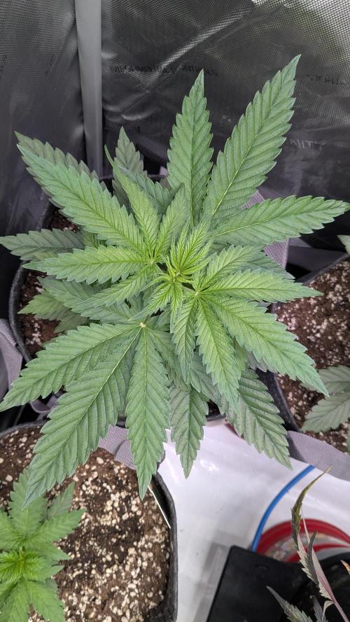 Papaya Sherbet. Week 3