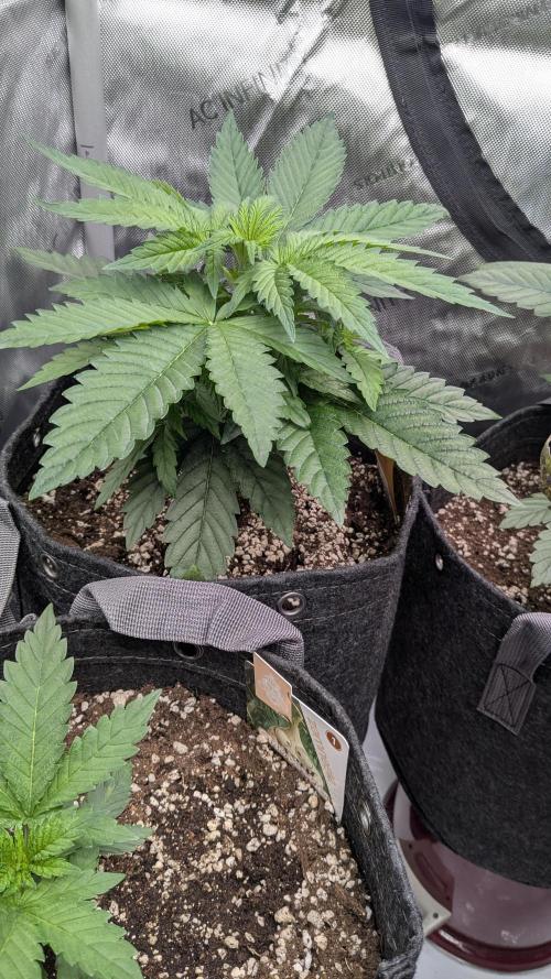 Papaya Sherbet. Week 3