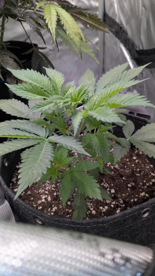 Granddaddy Purple. Week 3