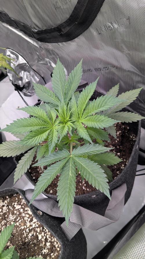 Granddaddy Purple. Week 3