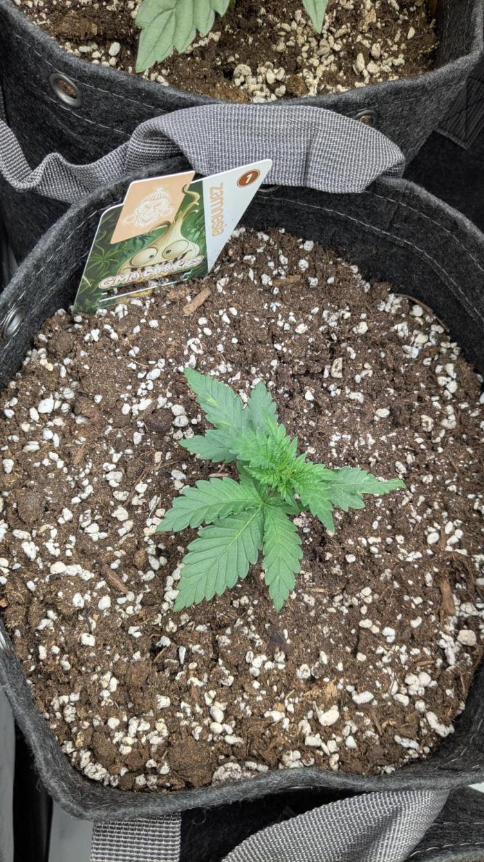 GMO Cookies Zamnesia. Week 2