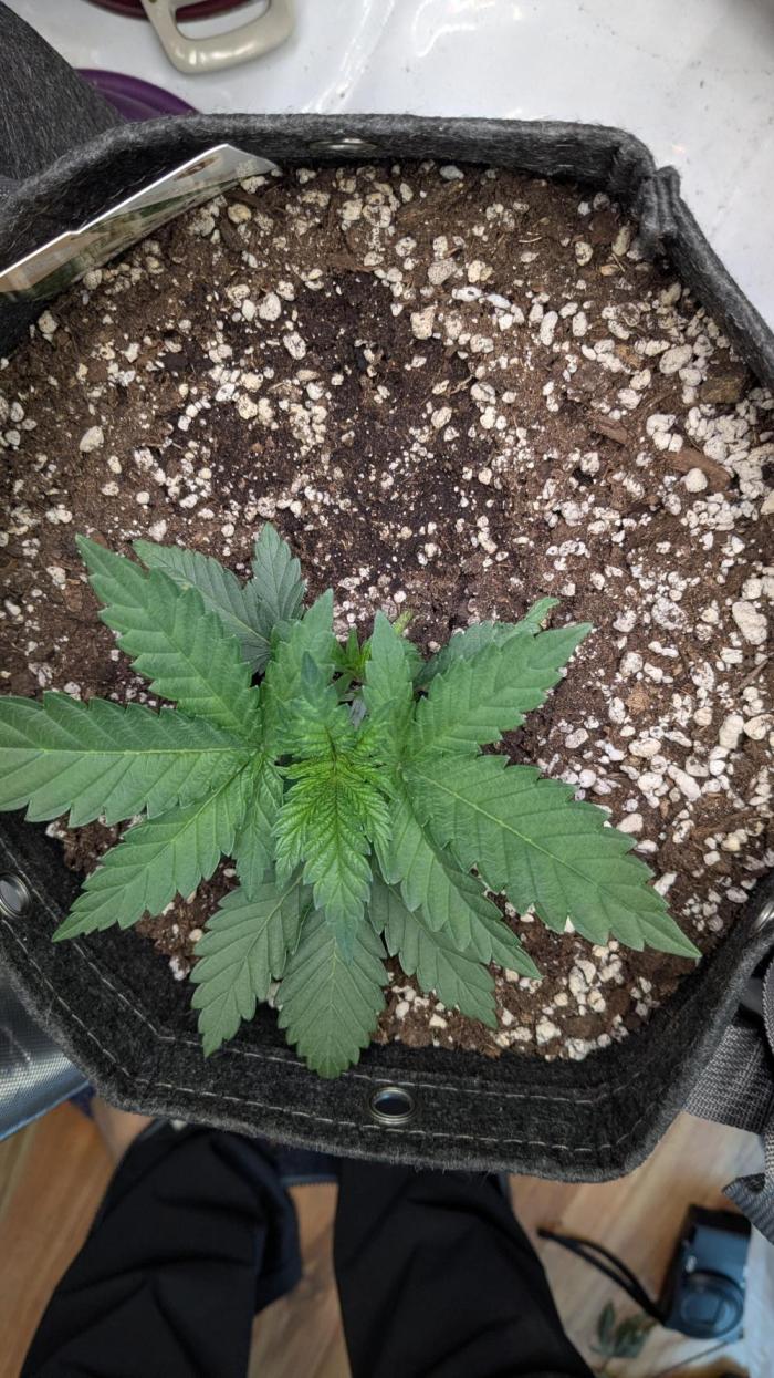 GMO Cookies Zamnesia. Week 3