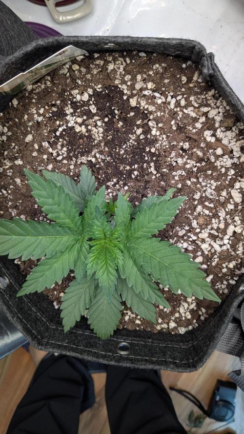 GMO Cookies. Week 3