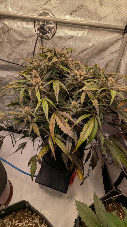 Runtz Auto - Zamnesia. Week 6