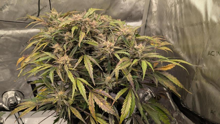 Runtz Auto - Zamnesia. Week 6