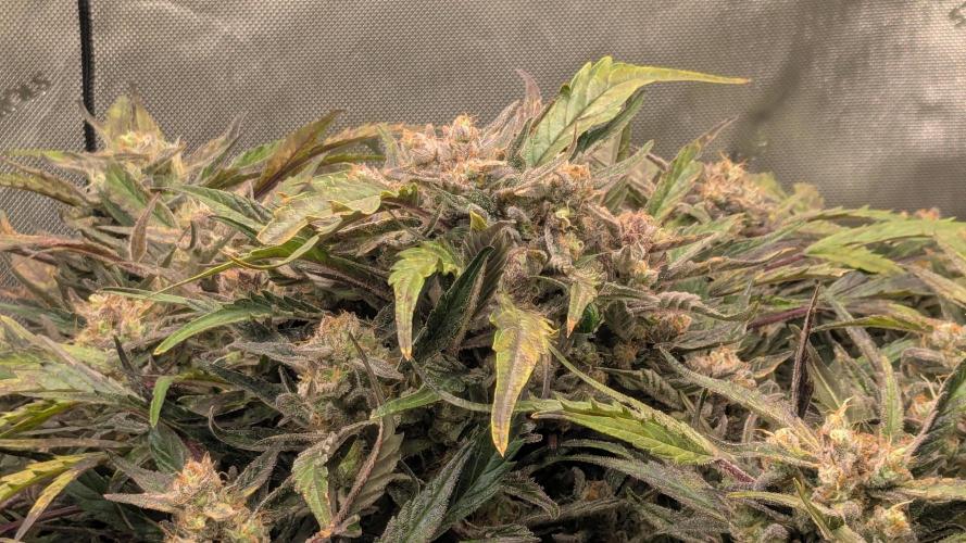 Runtz Auto - Zamnesia. Week 6