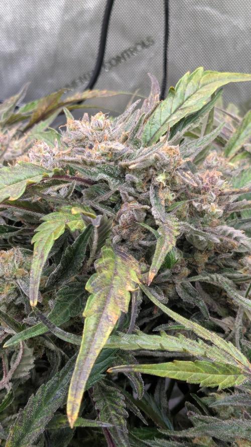 Runtz Auto - Zamnesia. Week 6