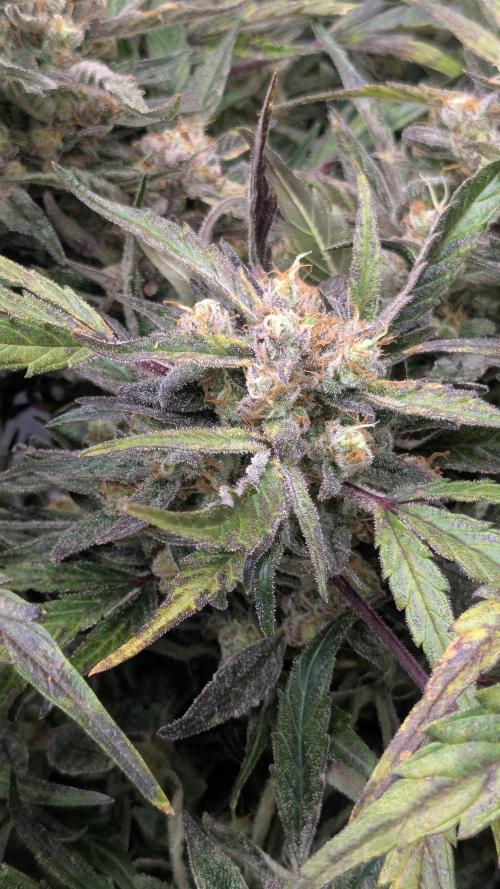 Runtz Auto - Zamnesia. Week 6