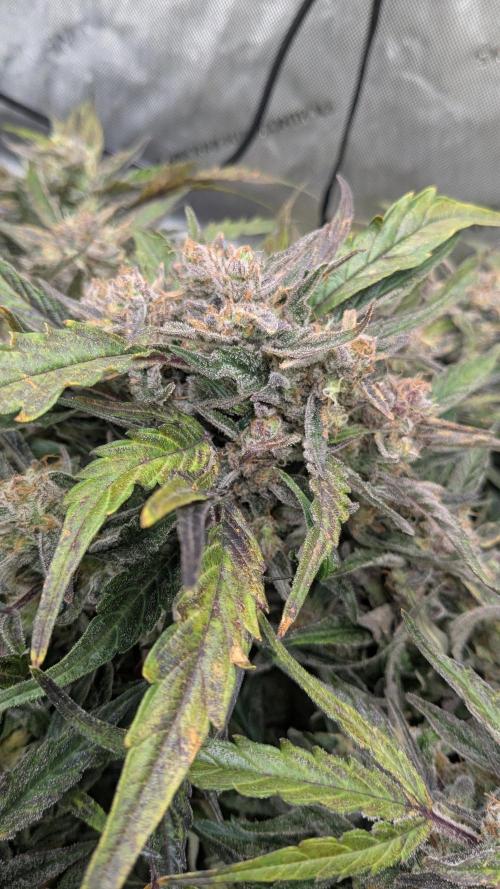 Runtz Auto - Zamnesia. Week 6