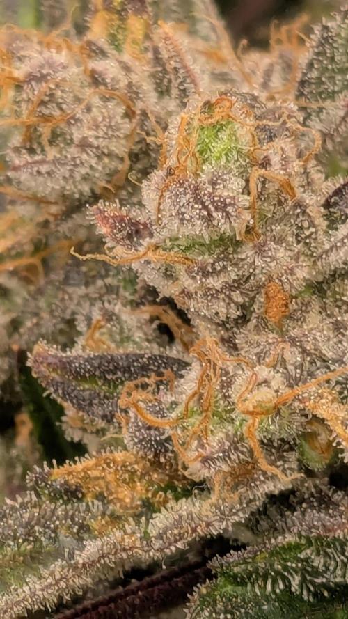 Runtz Auto - Zamnesia. Week 6