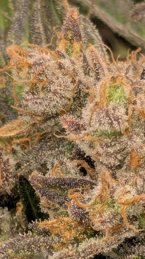 Runtz Auto - Zamnesia. Week 6