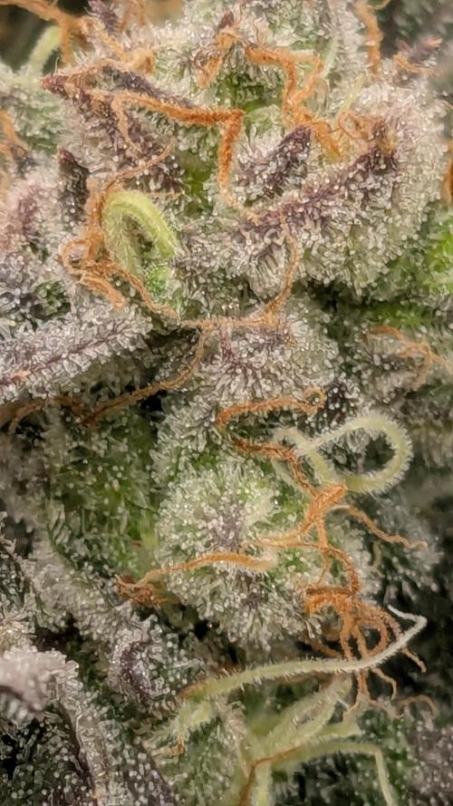 Runtz Automatic. Week 6