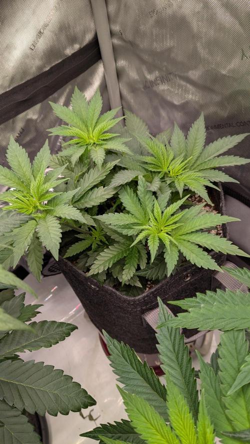 GMO Cookies Zamnesia. Week 5