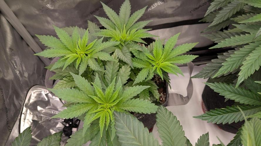 GMO Cookies Zamnesia. Week 5