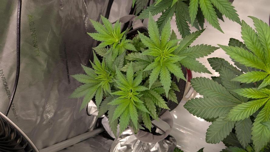 GMO Cookies. Week 5