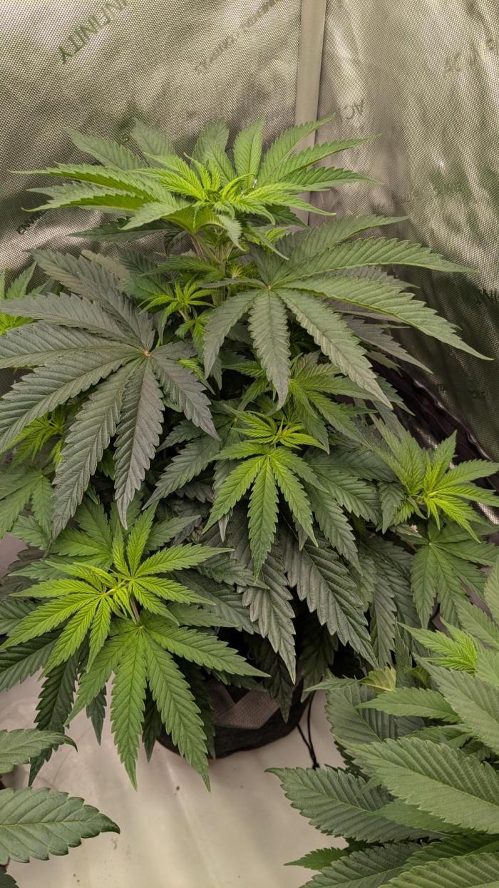 Papaya Sherbet. Week 5