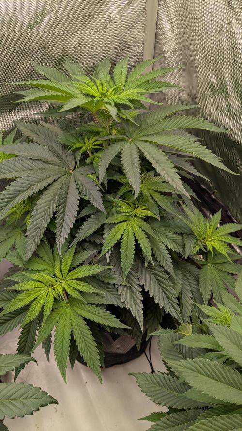 Papaya Sherbet. Week 5