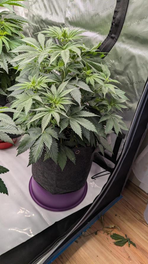 Granddaddy Purple. Week 5