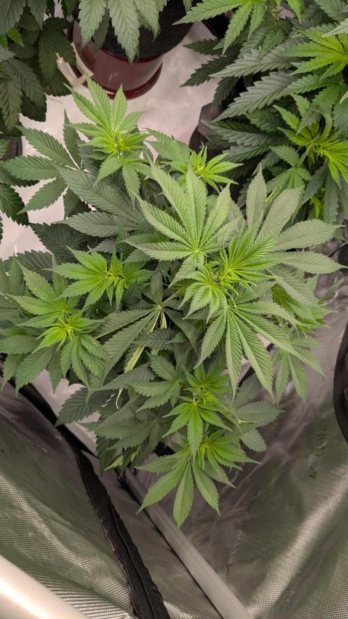 Granddaddy Purple. Week 5