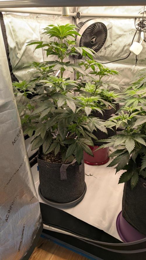 Sour Ripper. Week 5