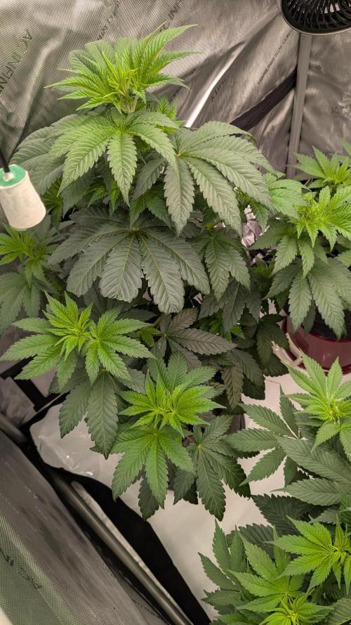 Sour Ripper. Week 5