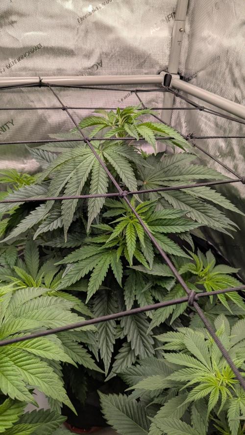 Papaya Sherbet. Week 6