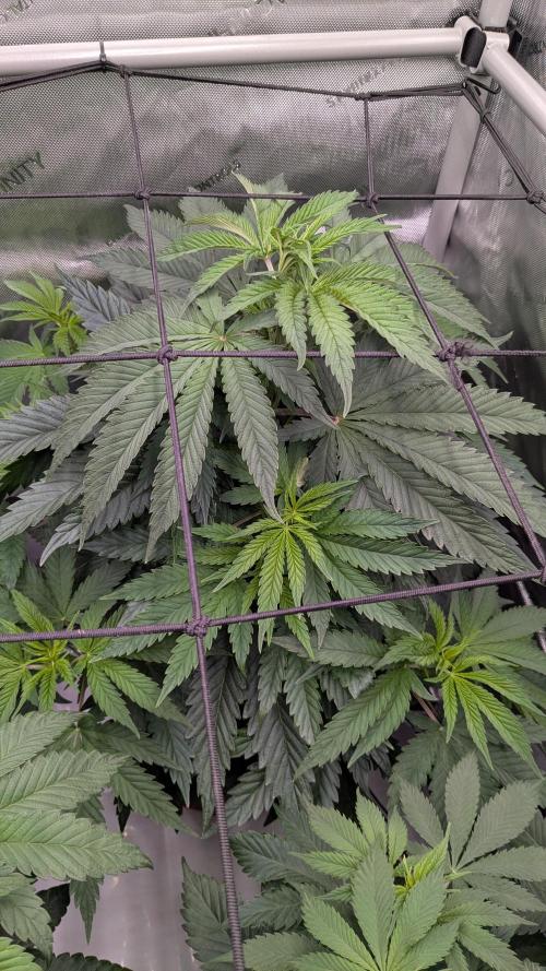 Papaya Sherbet. Week 6