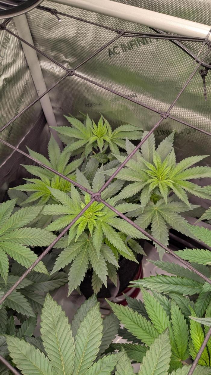 GMO Cookies Zamnesia. Week 6