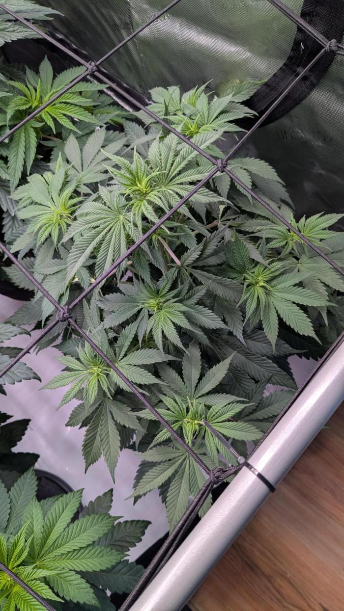Granddaddy Purple. Week 6