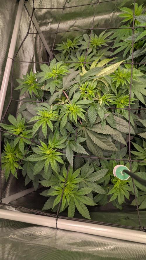 Sour Ripper. Week 6