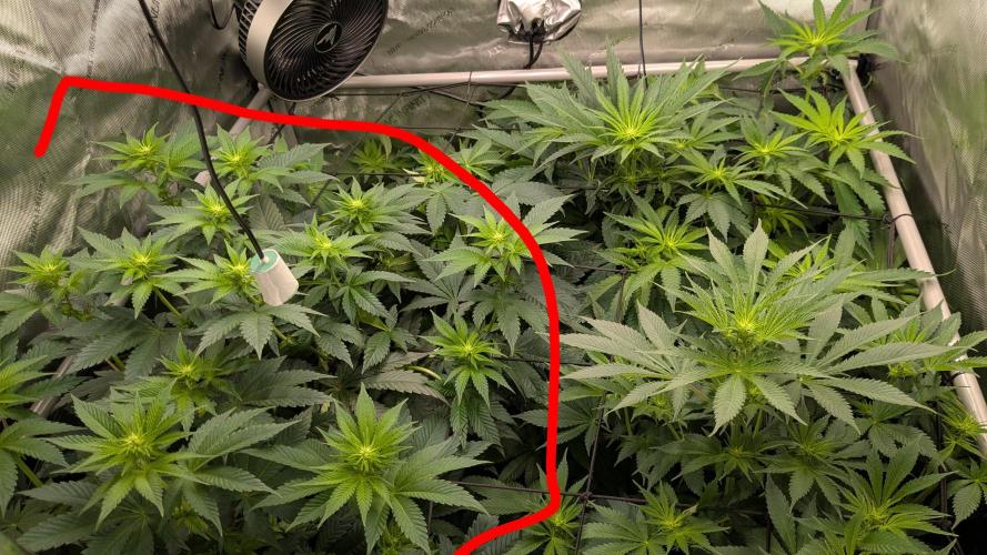 Sour Ripper. Week 7