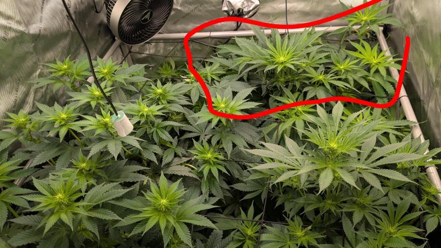 Papaya Sherbet. Week 7