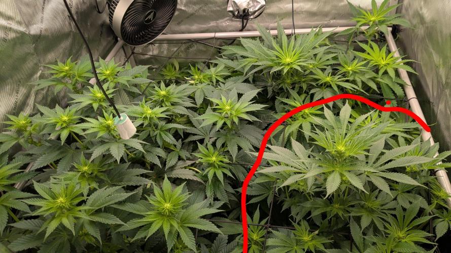Granddaddy Purple. Week 7