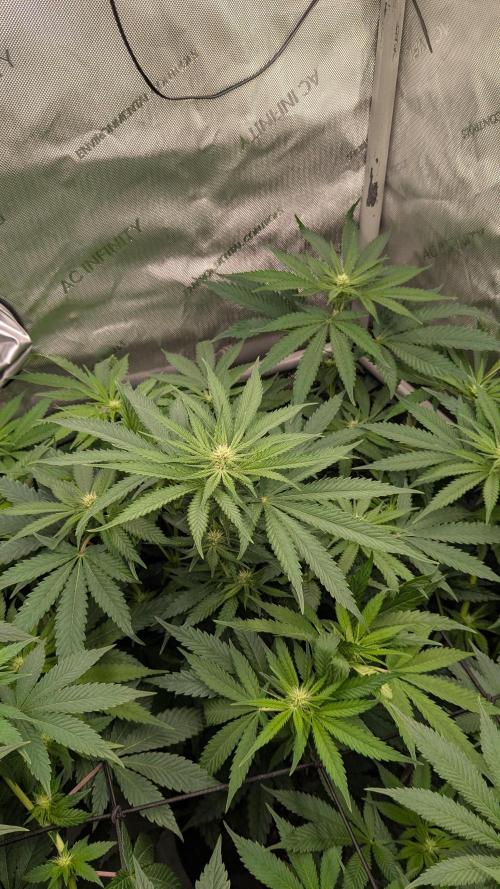 Granddaddy Purple. Week 6