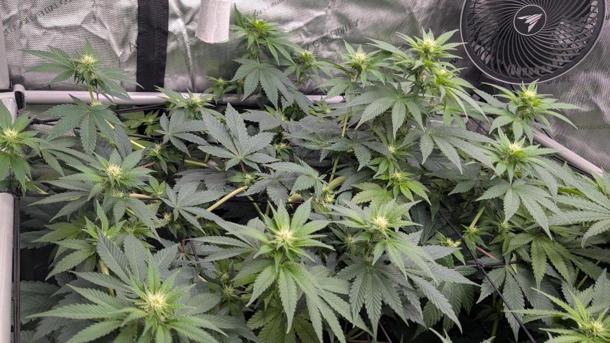 Sour Ripper. Week 7