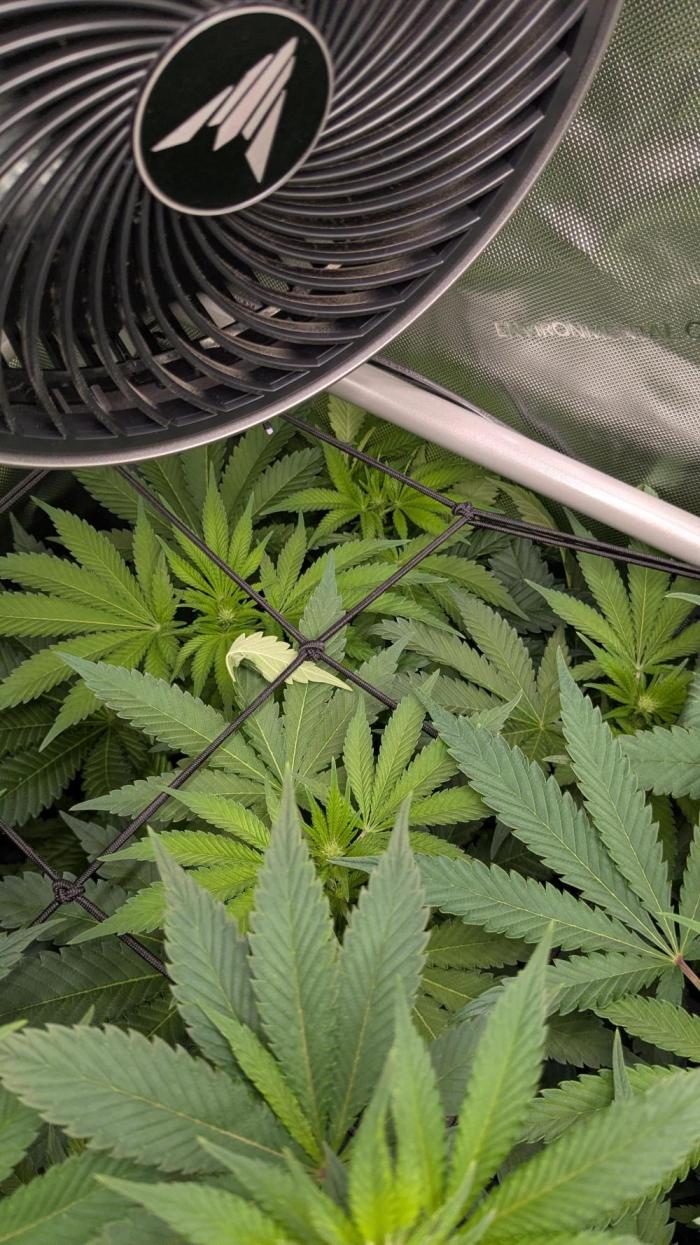 GMO Cookies Zamnesia. Week 7