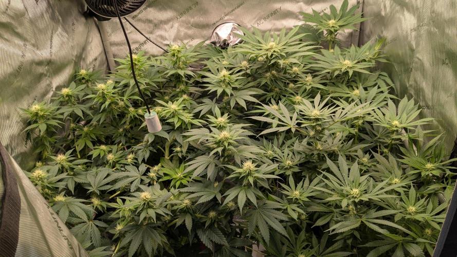 Sour Ripper. Week 7