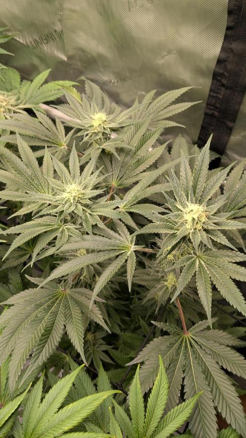 GMO Cookies. Week 9