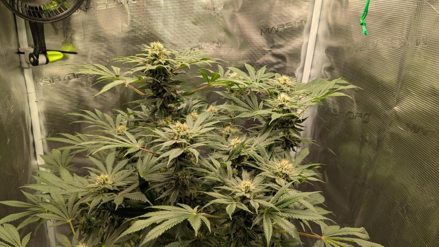 Granddaddy Purple. Week 9