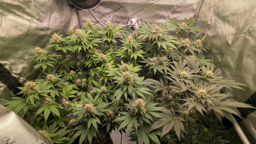 Sour Ripper. Week 9