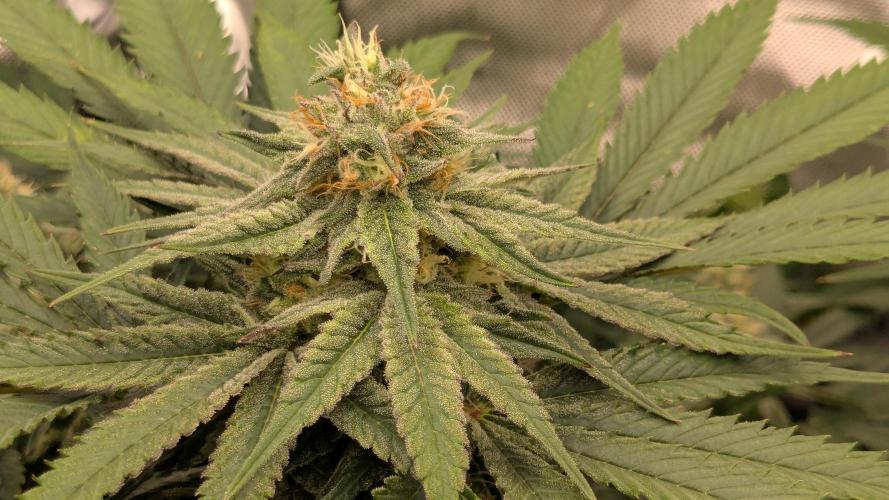 Papaya Sherbet. Week 9