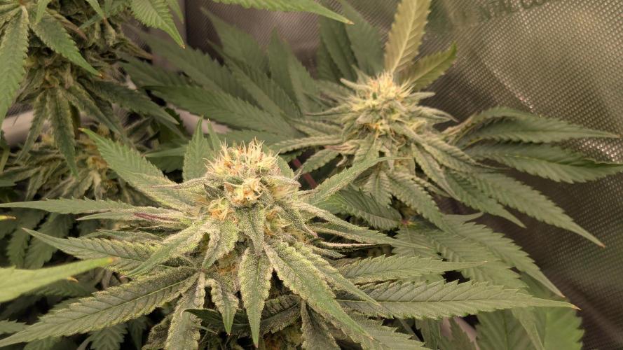 Papaya Sherbet. Week 9