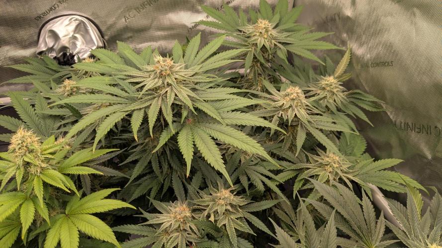 Papaya Sherbet. Week 9
