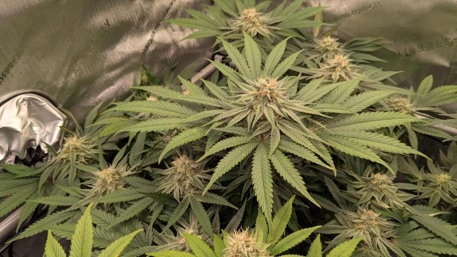 Papaya Sherbet. Week 9