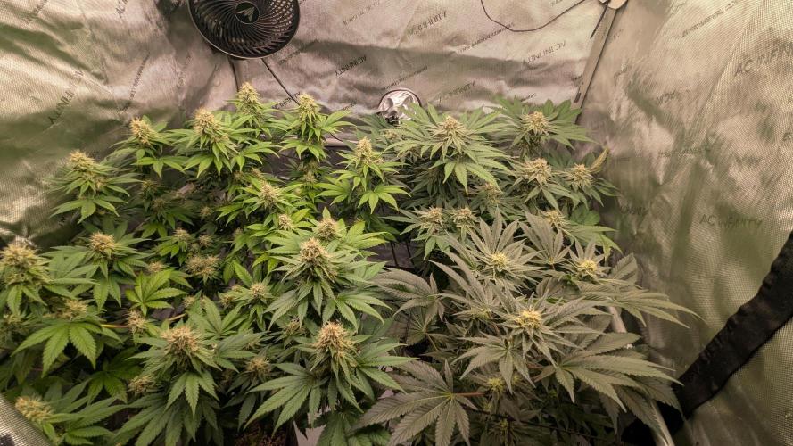 Papaya Sherbet. Week 9