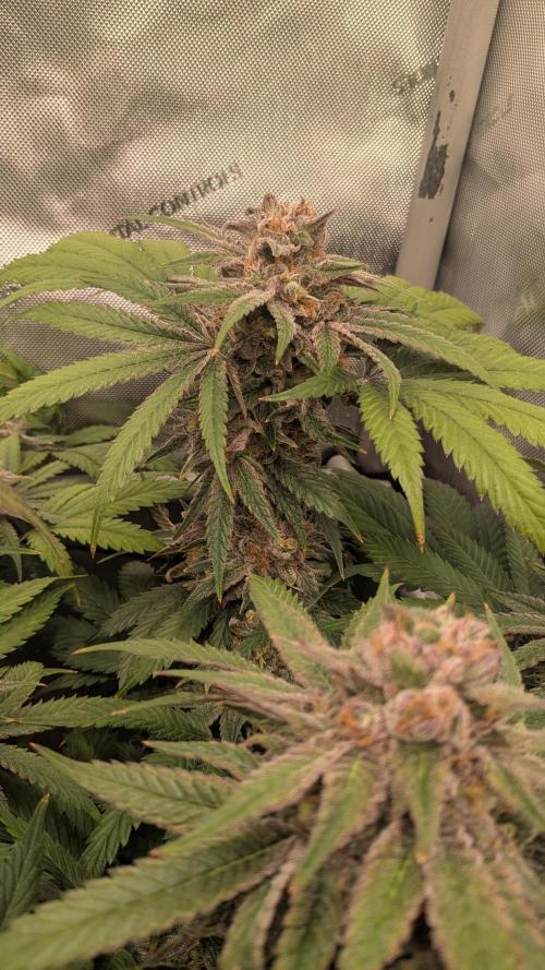 Papaya Sherbet. Week 12
