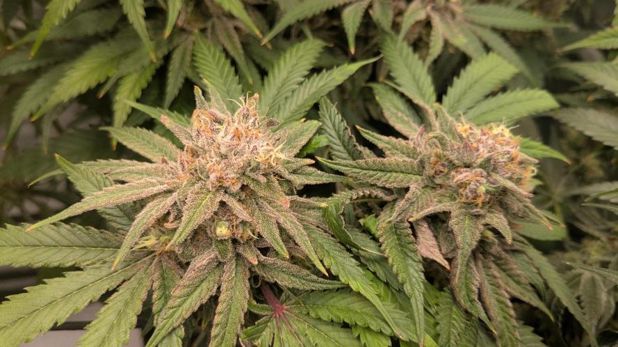 Papaya Sherbet. Week 12