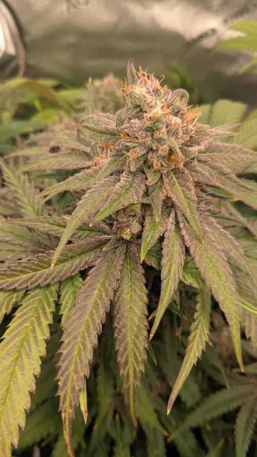 Papaya Sherbet. Week 12