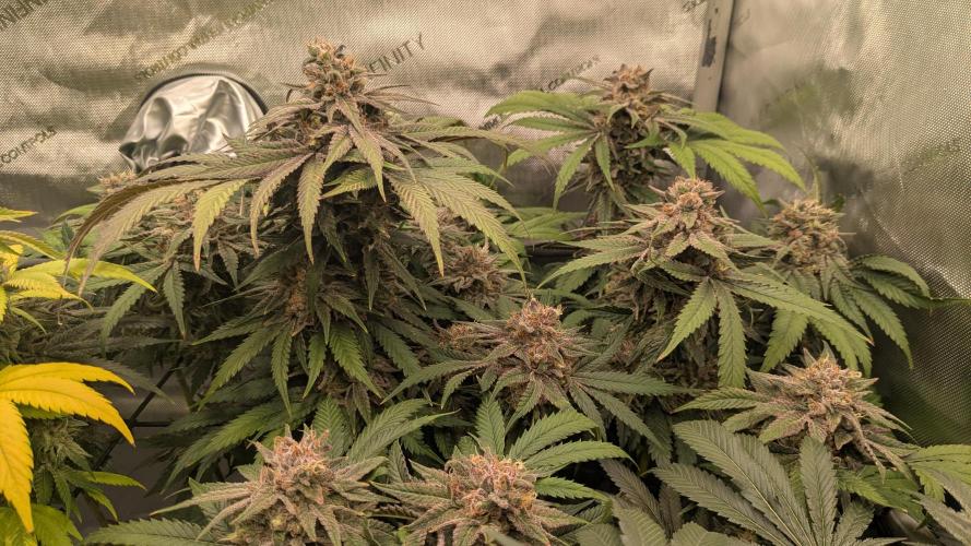 Papaya Sherbet. Week 12