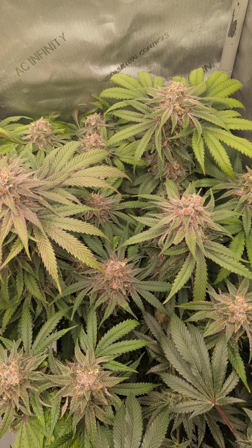 Papaya Sherbet. Week 12